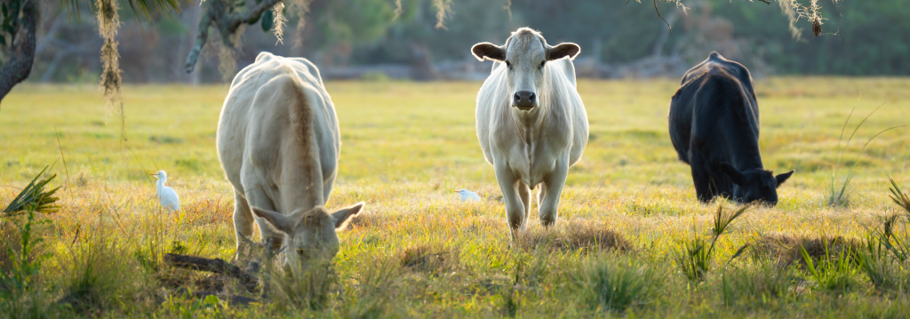 Paraná altera regras de substituição tributária para produtos de carne