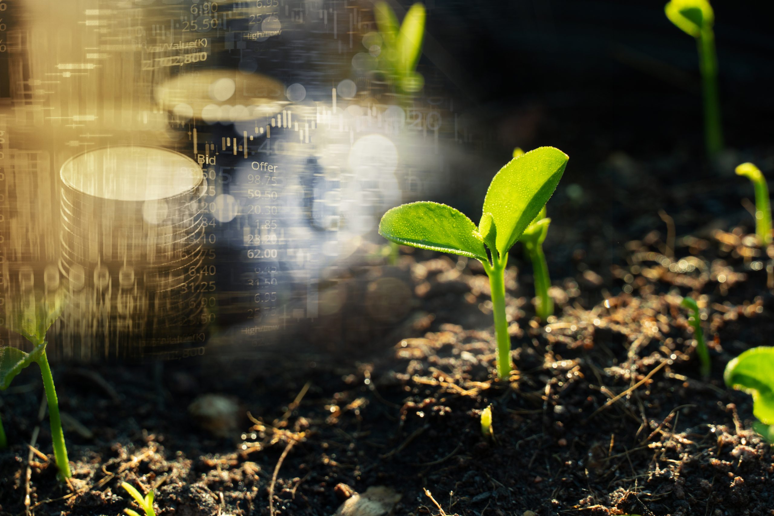 cultivando mudas de plantas no solo com dinheiro